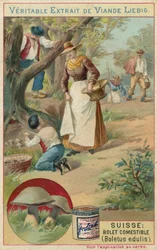 Switzerland: porcinos or ceps (Boletus edulis)